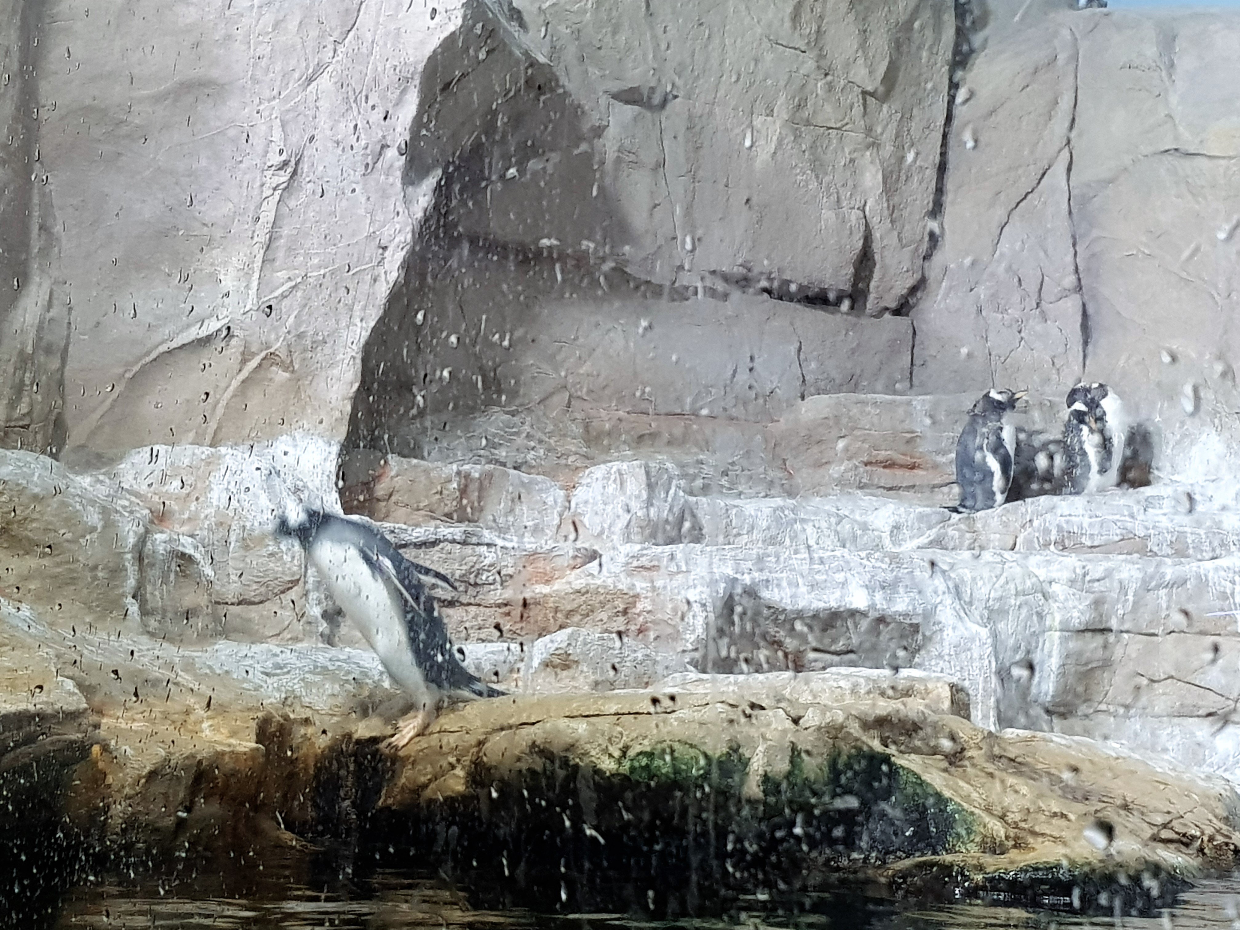 acquario-di-genova-pinguini