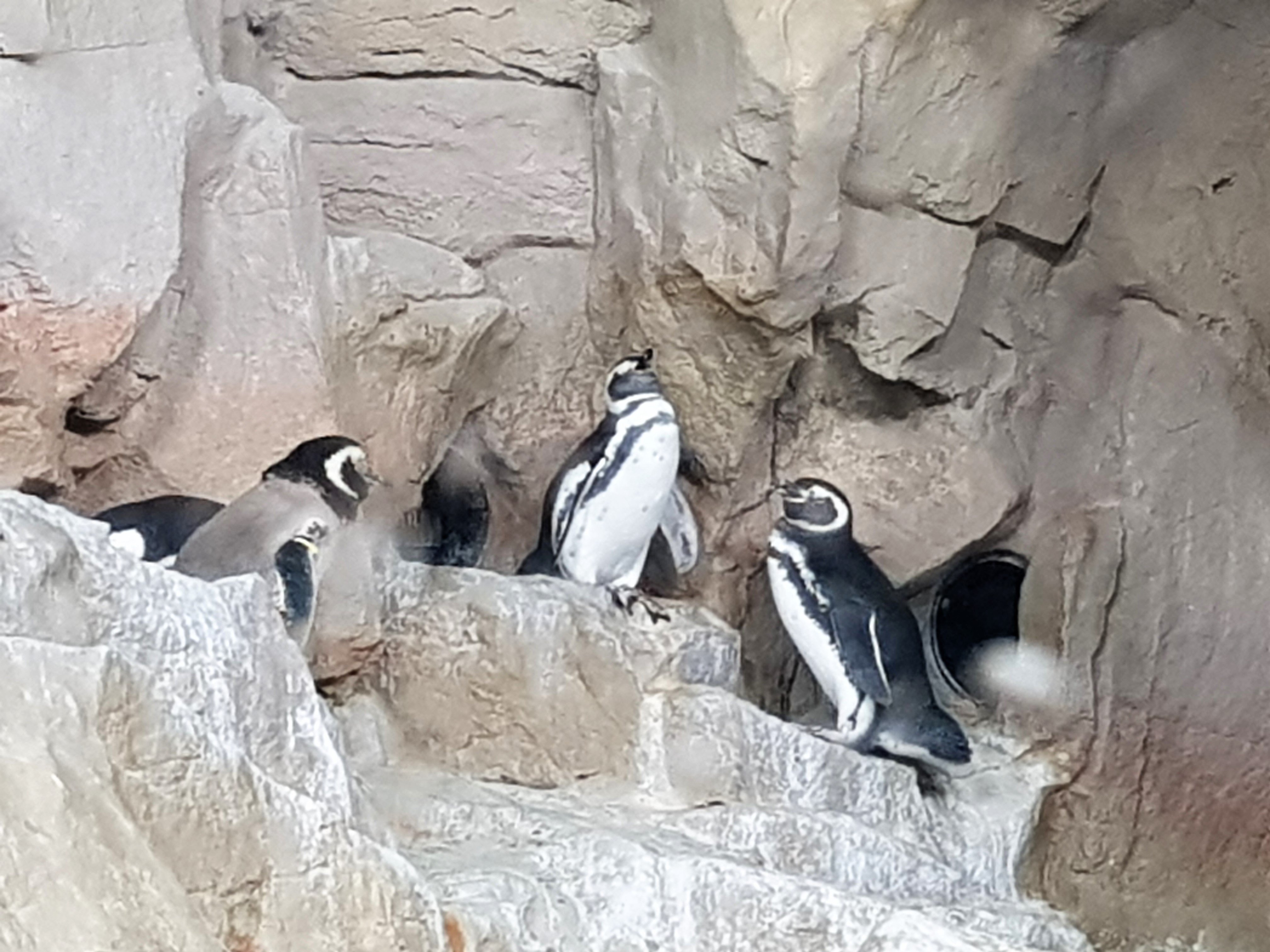 acquario-di-genova-pinguini