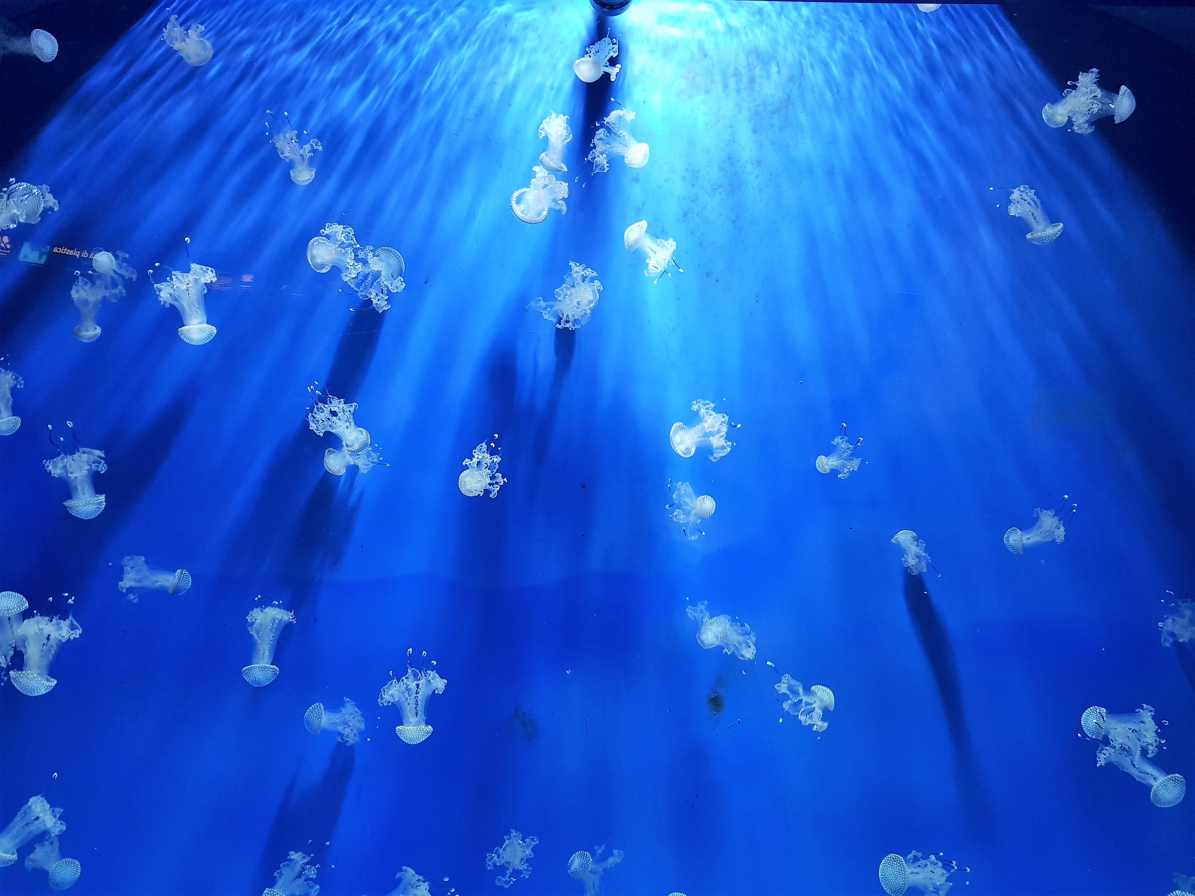 acquario-di-genova-meduse
