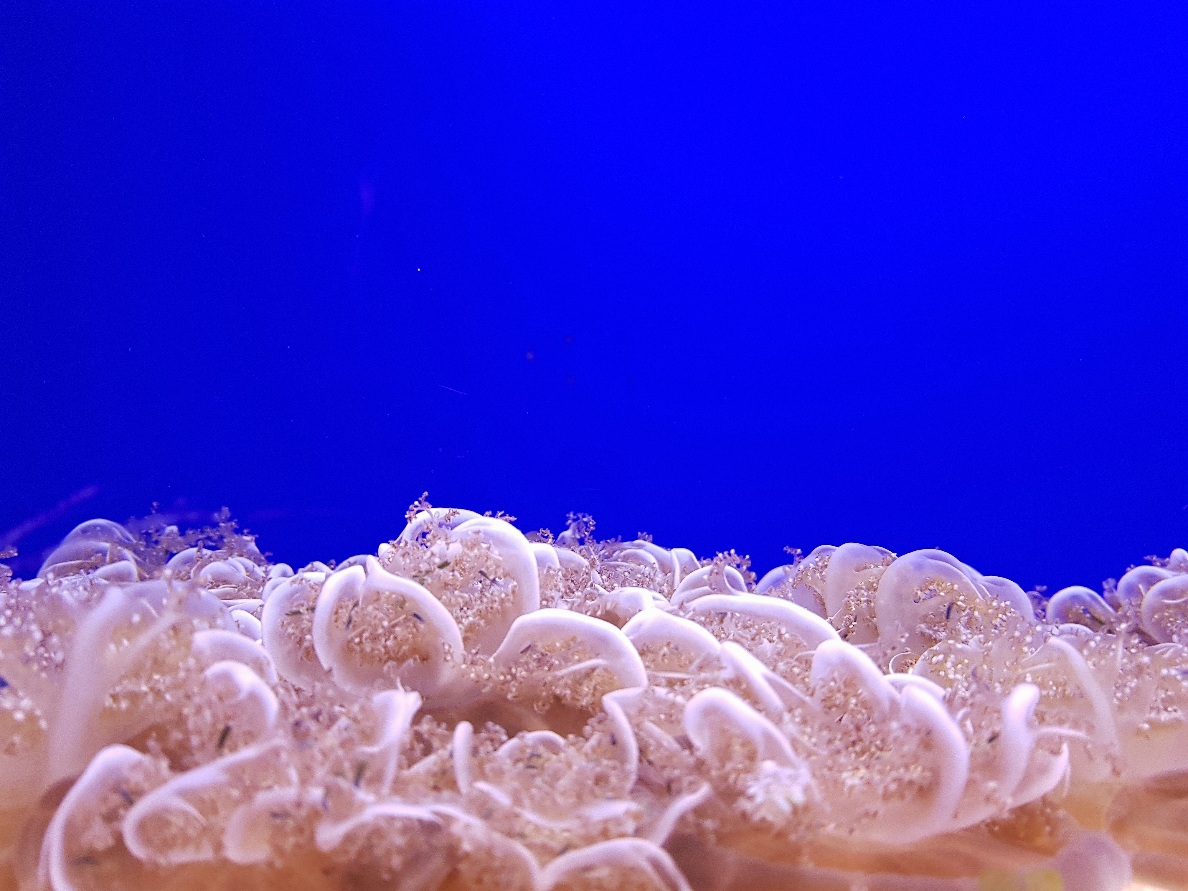 acquario-di-genova-meduse