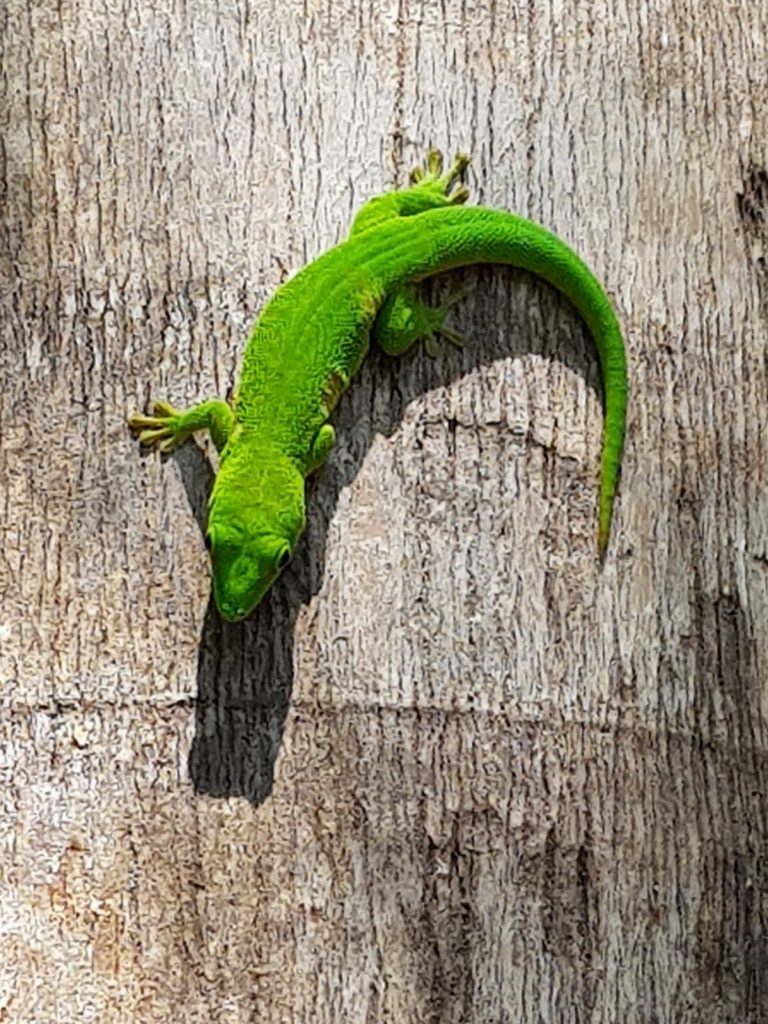 nosy-komba-nosy-be-madagascar